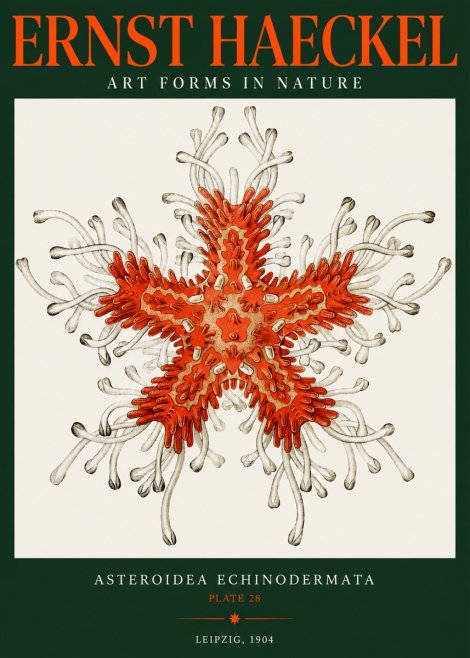 Ernst Haeckel Asteroidea Echinodermata Plate 28 No2 - Plakát