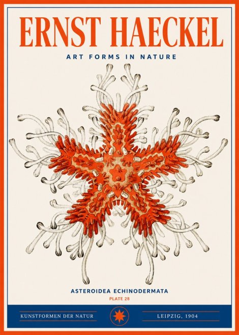 Ernst Haeckel Asteroidea Echinodermata Plate 28 No3 - Plakát