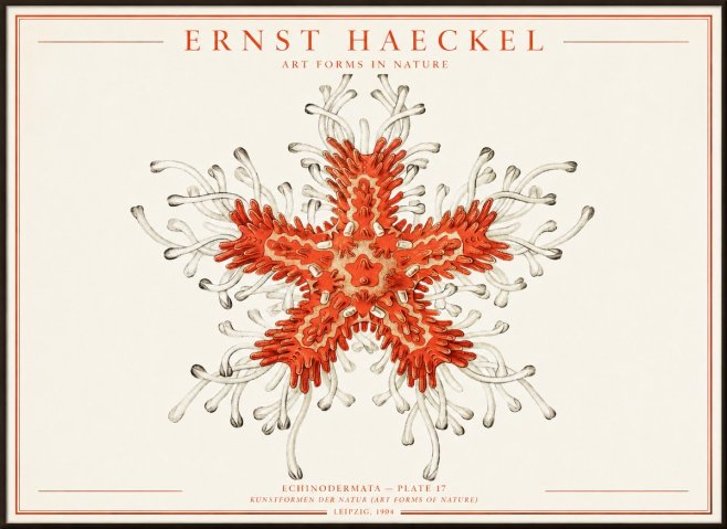 Ernst Haeckel Asteroidea Echinodermata Plate 28 No4 - Plakát