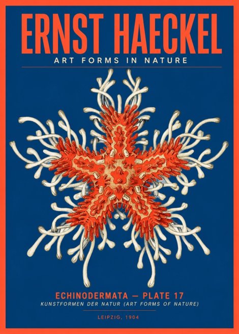 Ernst Haeckel Asteroidea Echinodermata Plate 28 No5 - Plakát