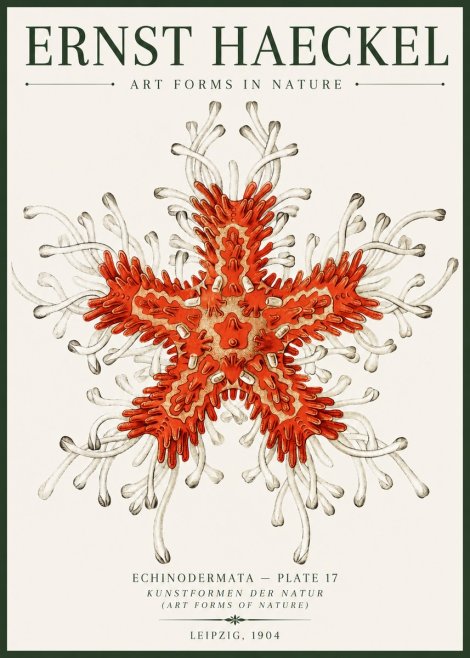 Ernst Haeckel Asteroidea Echinodermata Plate 28 No6 - Plakát