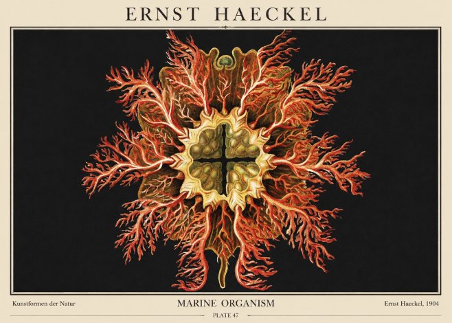 Ernst Haeckel Marine Organism No1 - Plakát