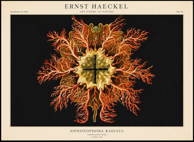 Ernst Haeckel Marine Organism No2 - Plakát