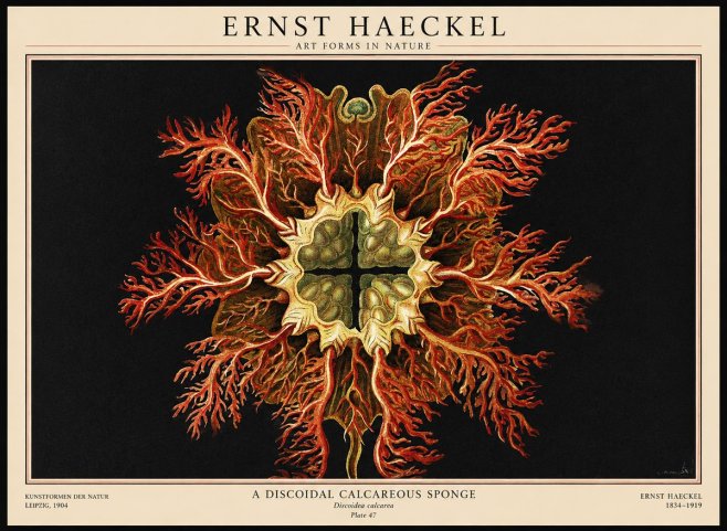 Ernst Haeckel Marine Organism No3 - Plakát