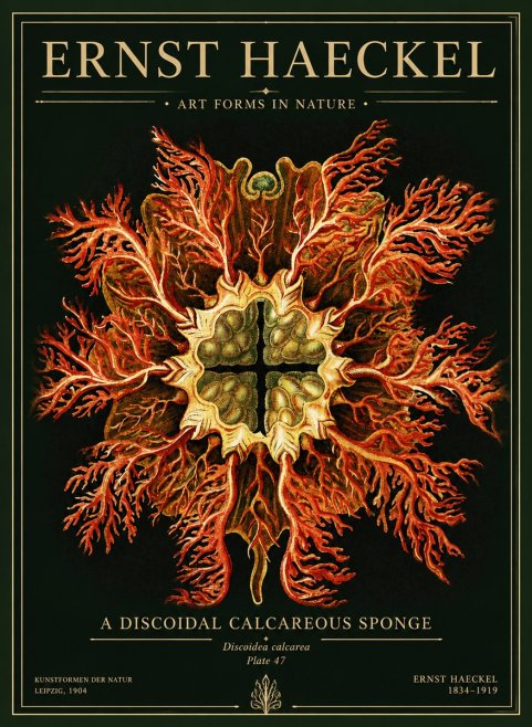 Ernst Haeckel Marine Organism No5 - Plakát