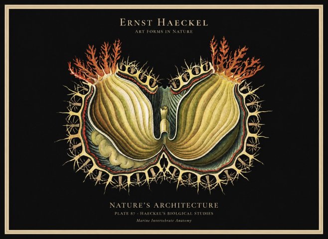 Ernst Haeckel Nature's Architecture No1 - Plakát