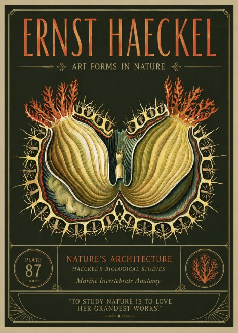 Ernst Haeckel Nature's Architecture No3 - Plakát