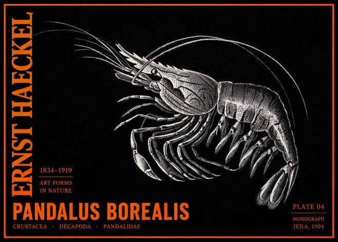 Ernst Haeckel Pandalus Borealis No2 - Plakát