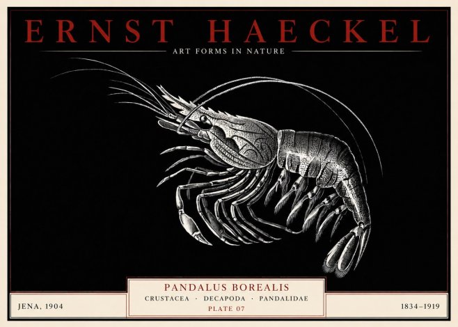 Ernst Haeckel Pandalus Borealis No3 - Plakát