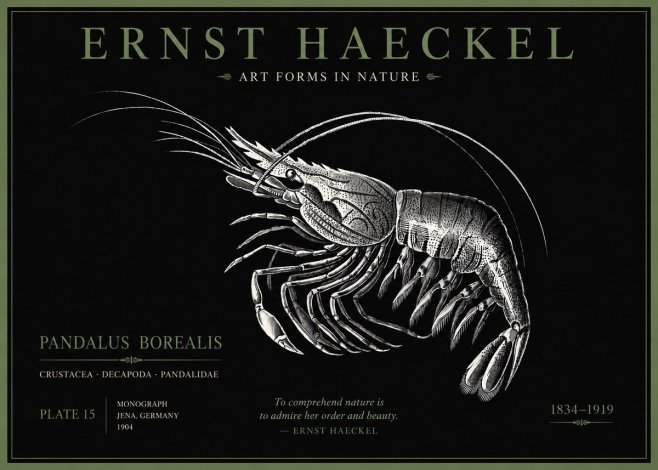 Ernst Haeckel Pandalus Borealis No5 - Plakát