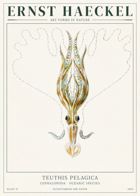 Ernst Haeckel Teuthis Pelagica No1 - Plakát
