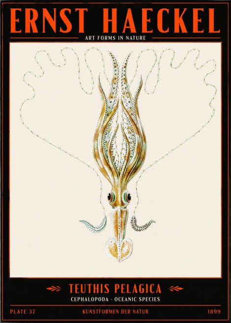 Ernst Haeckel Teuthis Pelagica No2 - Plakát