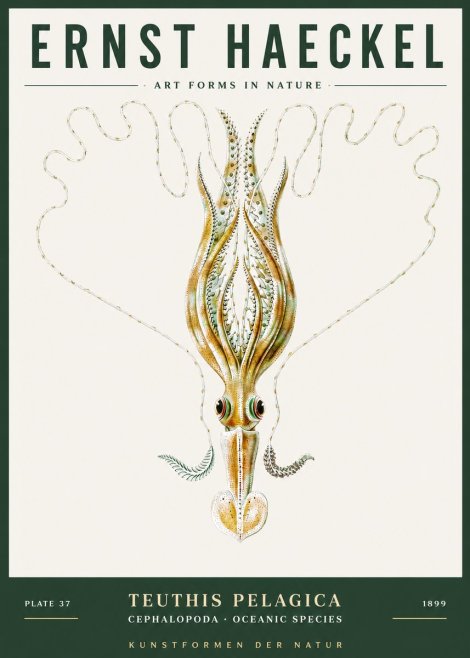 Ernst Haeckel Teuthis Pelagica No3 - Plakát