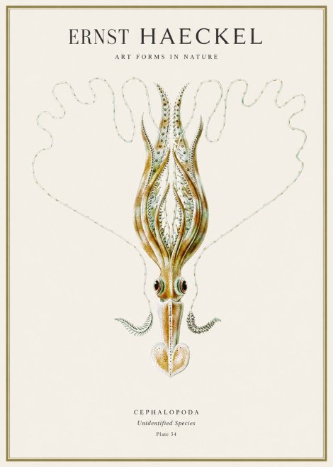 Ernst Haeckel Teuthis Pelagica No4 - Plakát