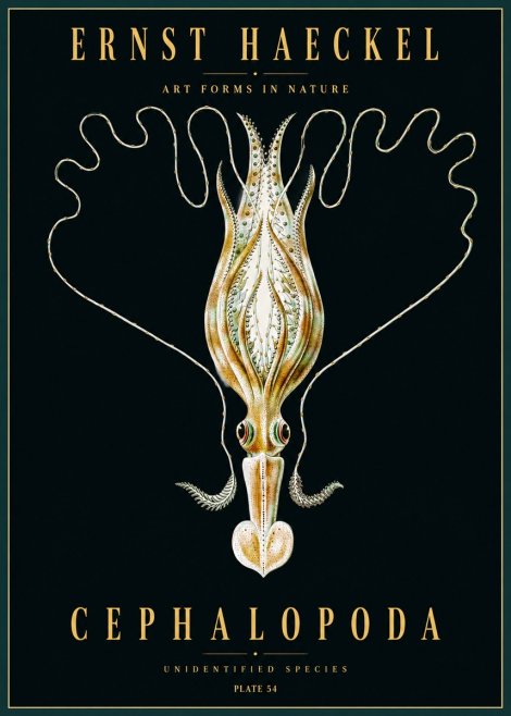 Ernst Haeckel Teuthis Pelagica No5 - Plakát