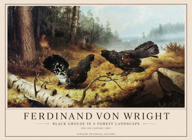 Ferdinand von Wright Black Grouse in a Forest Landscape No1 - Plakát