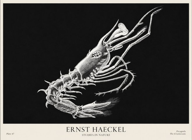 Ernst Haeckel Decapoda the Crustaceans No1 - Plakát