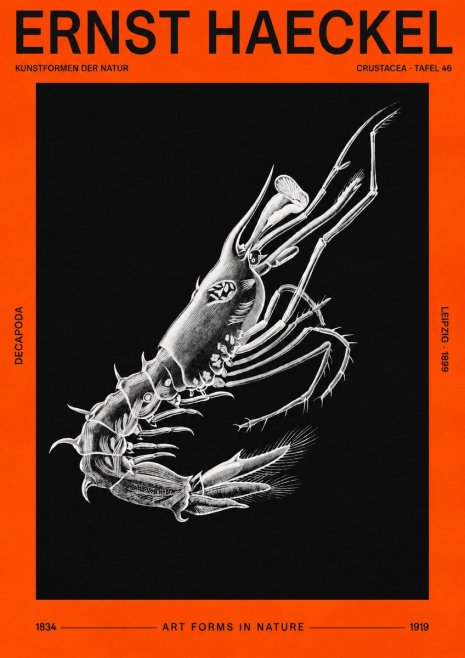 Ernst Haeckel Decapoda the Crustaceans No3 - Plakát