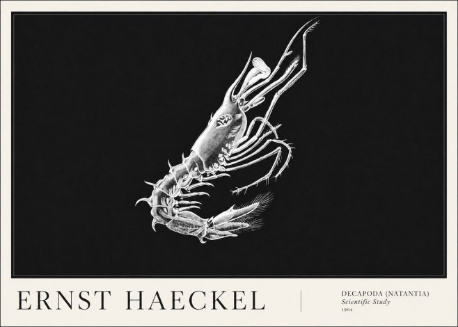 Ernst Haeckel Decapoda the Crustaceans No6 - Plakát