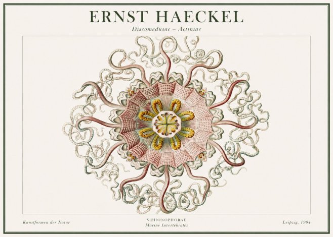 Ernst Haeckel Discomedusae – Actiniae No1 - Plakát