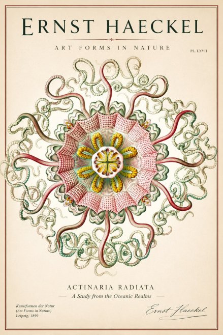 Ernst Haeckel Discomedusae – Actiniae No2 - Plakát