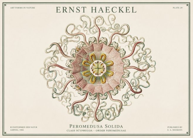 Ernst Haeckel Discomedusae – Actiniae No3 - Plakát
