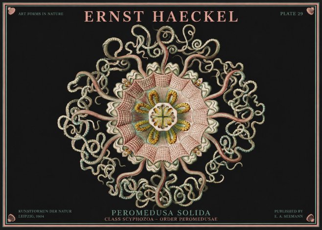Ernst Haeckel Discomedusae – Actiniae No4 - Plakát