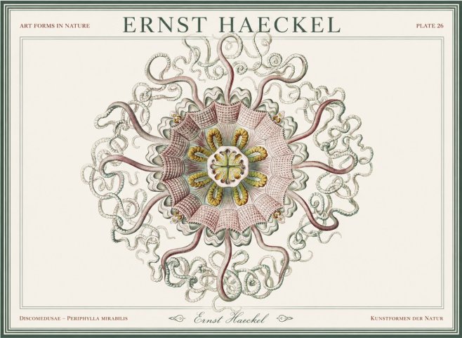 Ernst Haeckel Discomedusae – Actiniae No5 - Plakát