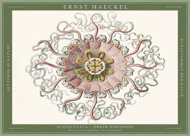 Ernst Haeckel Discomedusae – Actiniae No6 - Plakát