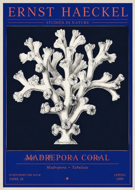 Ernst Haeckel Corallium Rubrum I No4 - Plakát