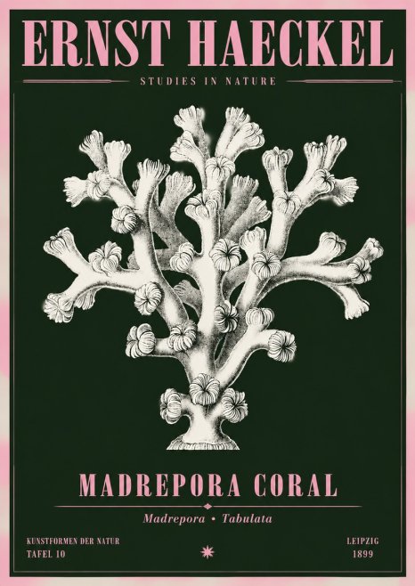 Ernst Haeckel Corallium Rubrum I No5 - Plakát