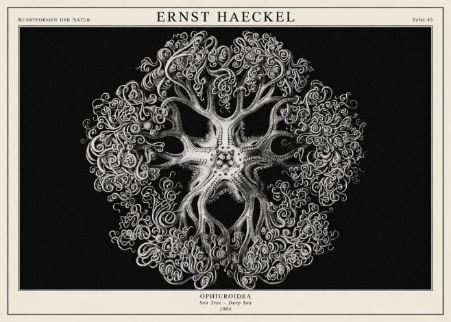 Ernst Haeckel Ophiuroidea Sea Tree - Deep Sea No1 - Plakát