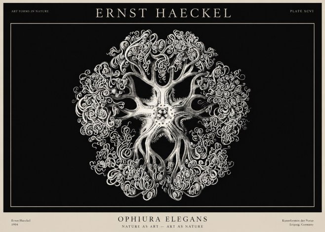 Ernst Haeckel Ophiuroidea Sea Tree - Deep Sea No3 - Plakát