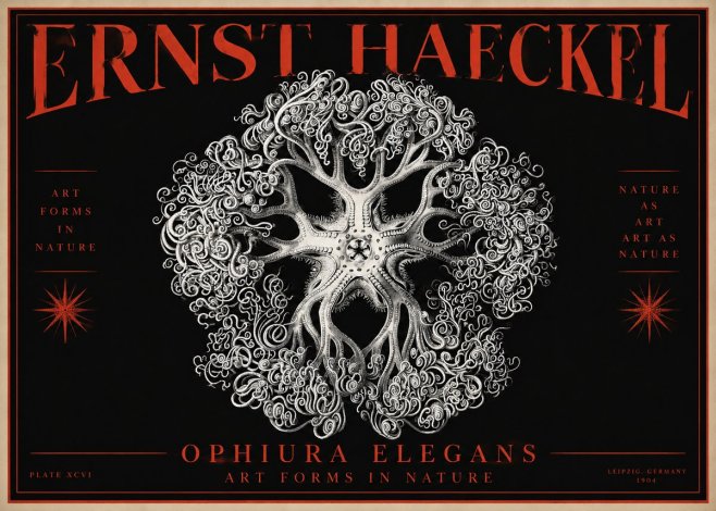 Ernst Haeckel Ophiuroidea Sea Tree - Deep Sea No4 - Plakát
