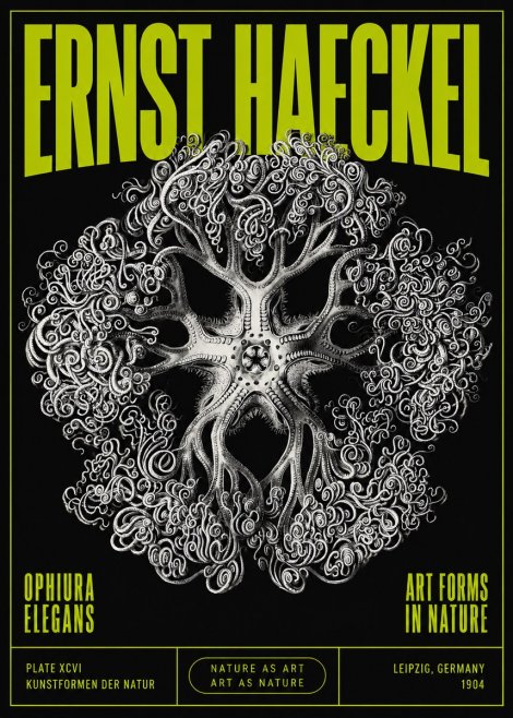 Ernst Haeckel Ophiuroidea Sea Tree - Deep Sea No5 - Plakát