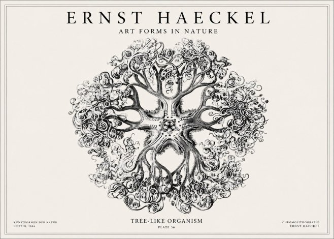 Ernst Haeckel Tree-like Organism No1 - Plakát
