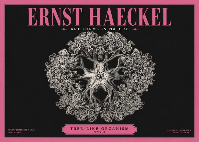 Ernst Haeckel Tree-like Organism No2 - Plakát