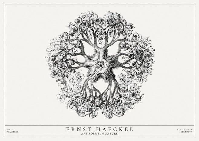 Ernst Haeckel Tree-like Organism No3 - Plakát