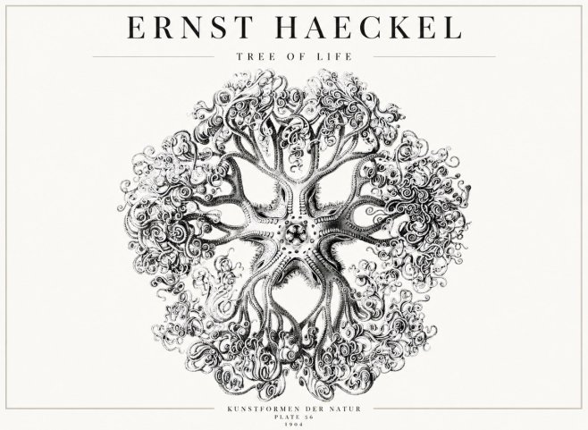 Ernst Haeckel Tree-like Organism No4 - Plakát