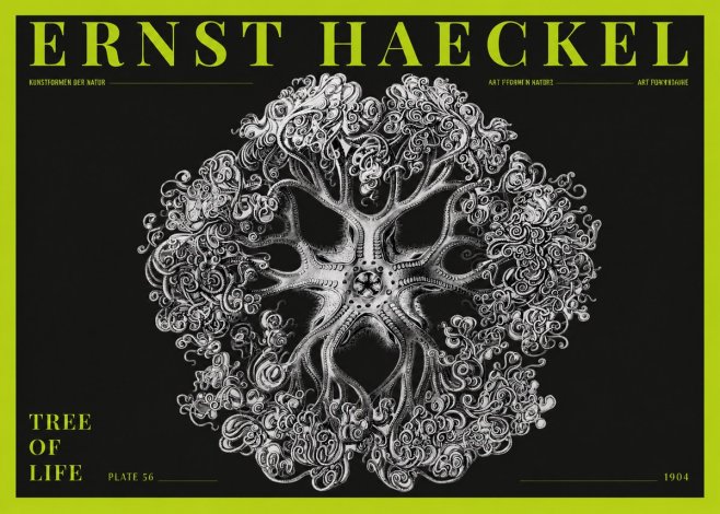 Ernst Haeckel Tree-like Organism No5 - Plakát