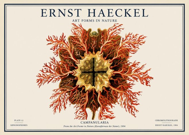Ernst Haeckel Tetractinellida a Radiolarian from the Deep Sea No4 - Plakát