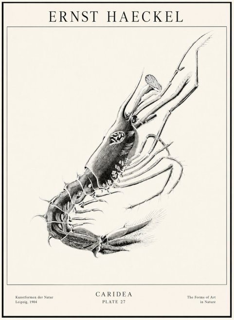 Ernst Haeckel Caridea Plate 27 No1 - Plakát