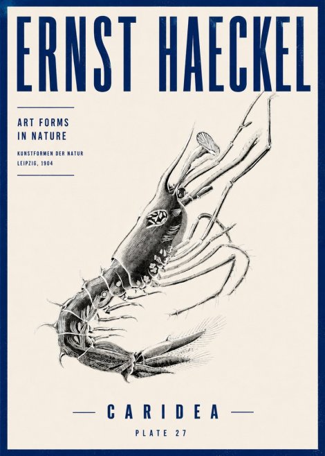 Ernst Haeckel Caridea Plate 27 No4 - Plakát
