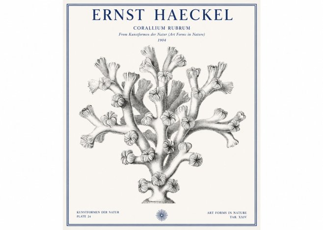 Ernst Haeckel Corallium Rubrum II No1 - Plakát