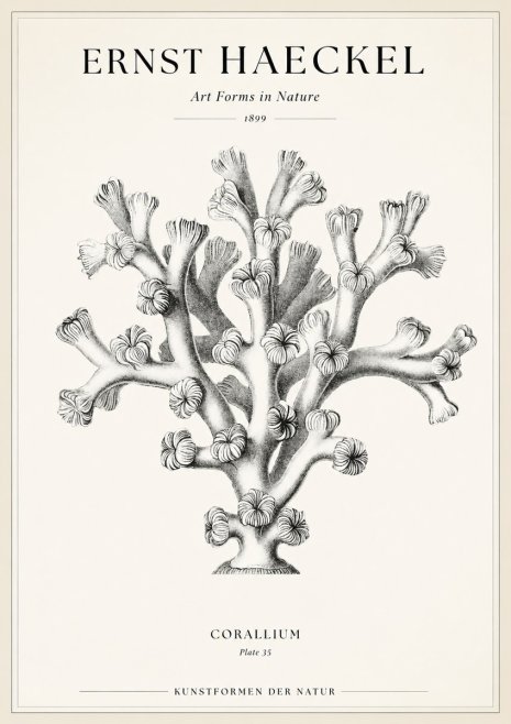 Ernst Haeckel Corallium Rubrum II No2 - Plakát