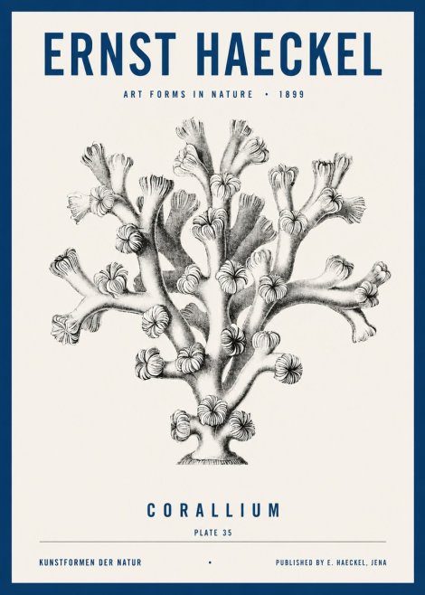 Ernst Haeckel Corallium Rubrum II No4 - Plakát