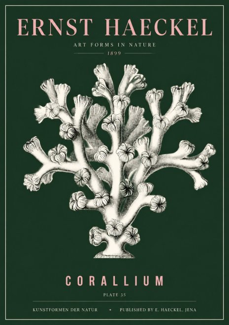 Ernst Haeckel Corallium Rubrum II No5 - Plakát