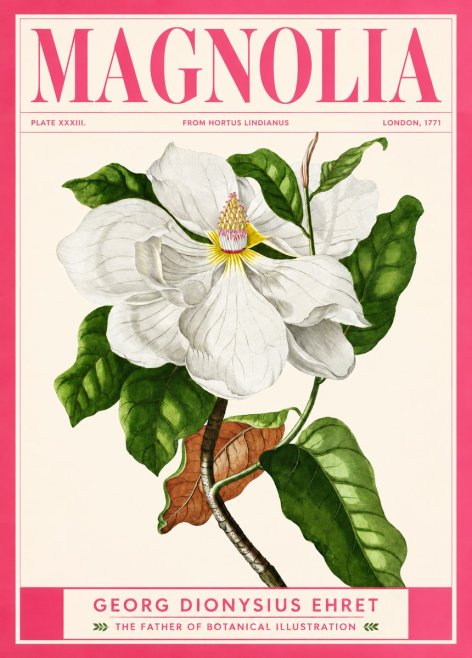 Georg Dionysius Ehret Magnolia Maxima - Flowering Branch No2 - Plakát