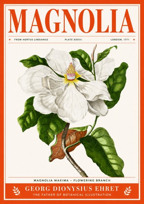 Georg Dionysius Ehret Magnolia Maxima - Flowering Branch No4 - Plakát