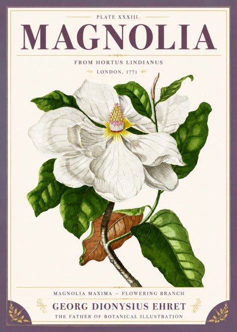 Georg Dionysius Ehret Magnolia Maxima - Flowering Branch No5 - Plakát